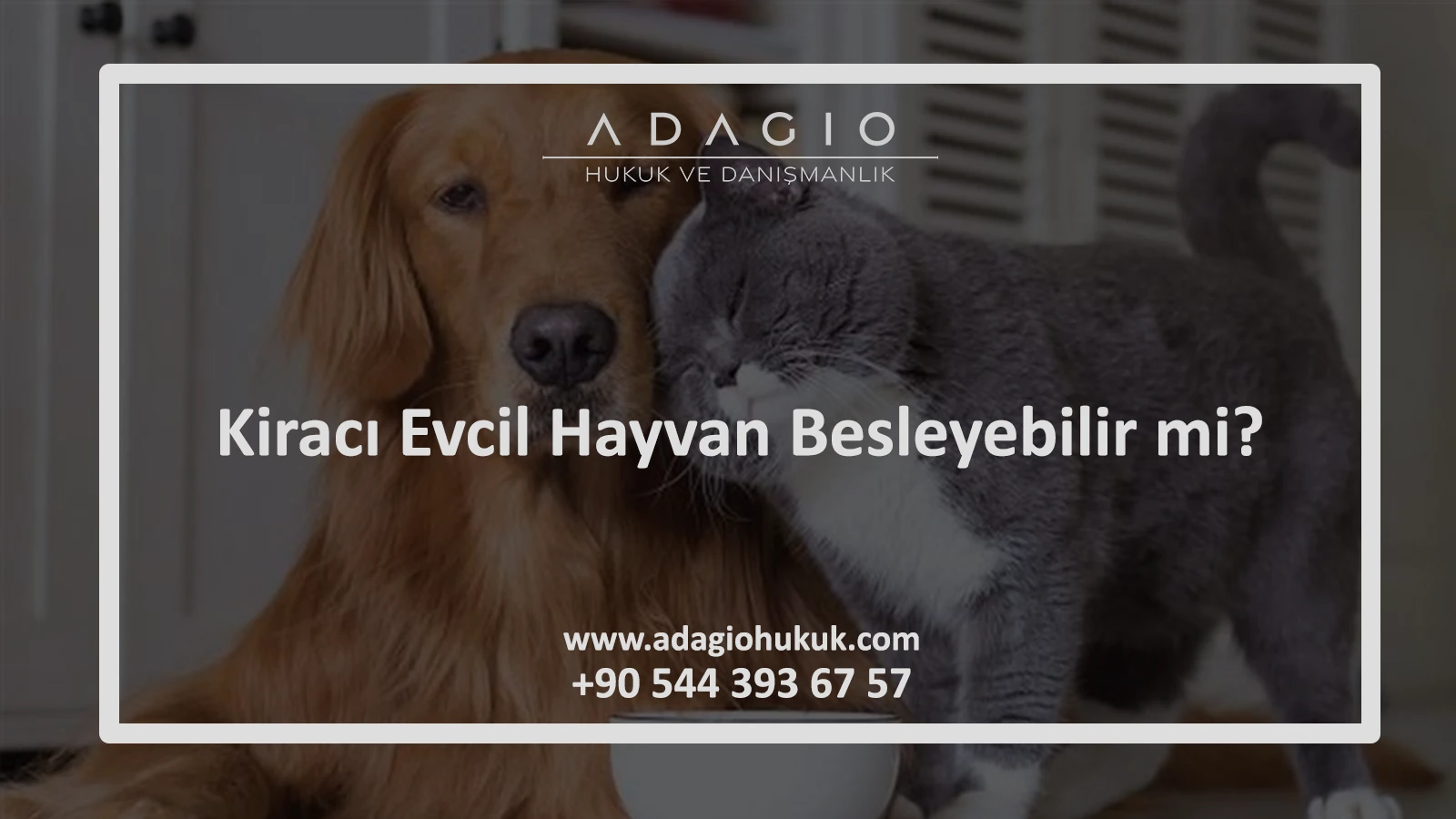 Kiracı Evcil Hayvan Besleyebilir mi? Ev Sahibi Ne Yapabilir?